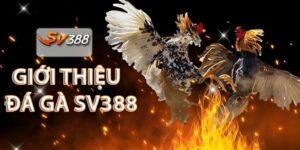 Đá Gà SV388