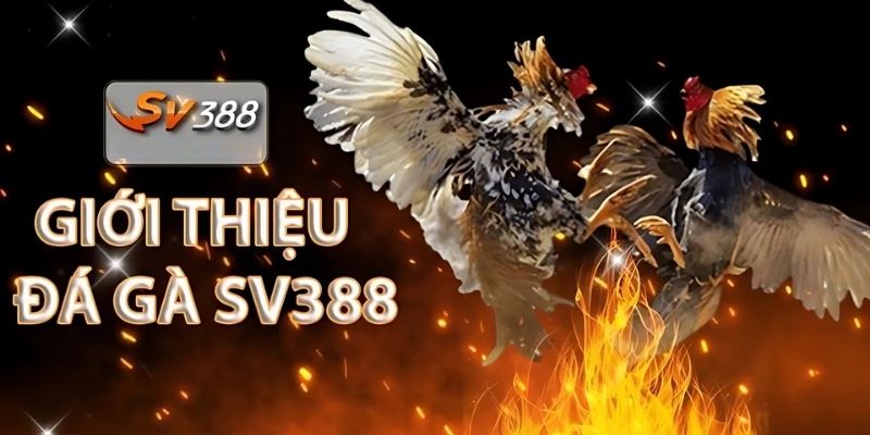 Đá Gà SV388